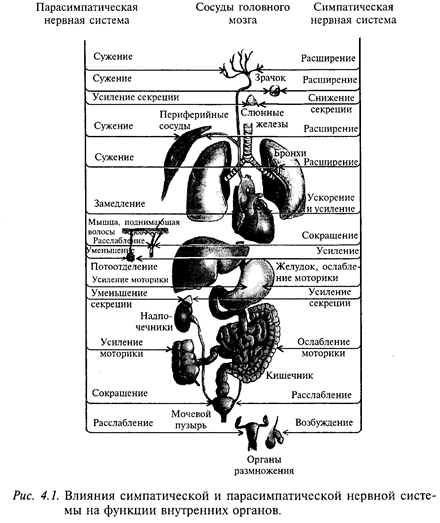 периферическая часть вегетативной нервной системы - student2.ru