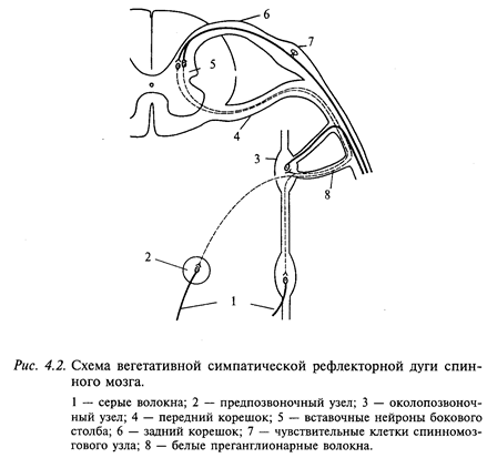 периферическая часть вегетативной нервной системы - student2.ru