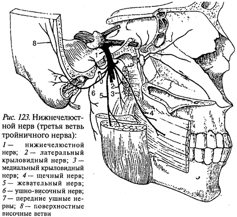 Периферическая нервная система - student2.ru