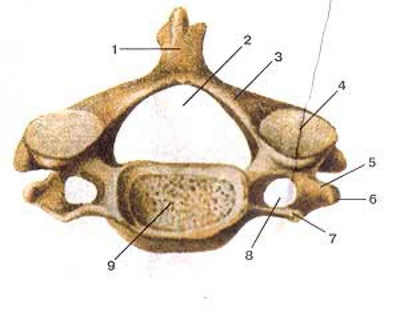 Первый шейный позвонок (атлант-atlas) - student2.ru