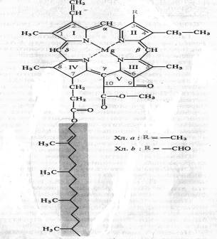 Пигментные системы фотосинтезирующих организмов. Хлорофиллы: строение, спектральные свойства, функции, биосинтез. Электронно-возбужденное состояние пигментов - student2.ru
