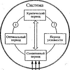 Пластичность и сензитивность ЦНС в онтогенезе - student2.ru