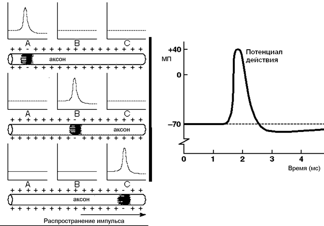 По нервному волокну, в синапсах и нервных центрах - student2.ru