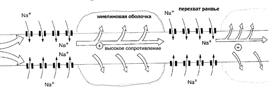 По нервному волокну, в синапсах и нервных центрах - student2.ru