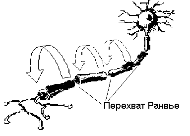 По нервному волокну, в синапсах и нервных центрах - student2.ru