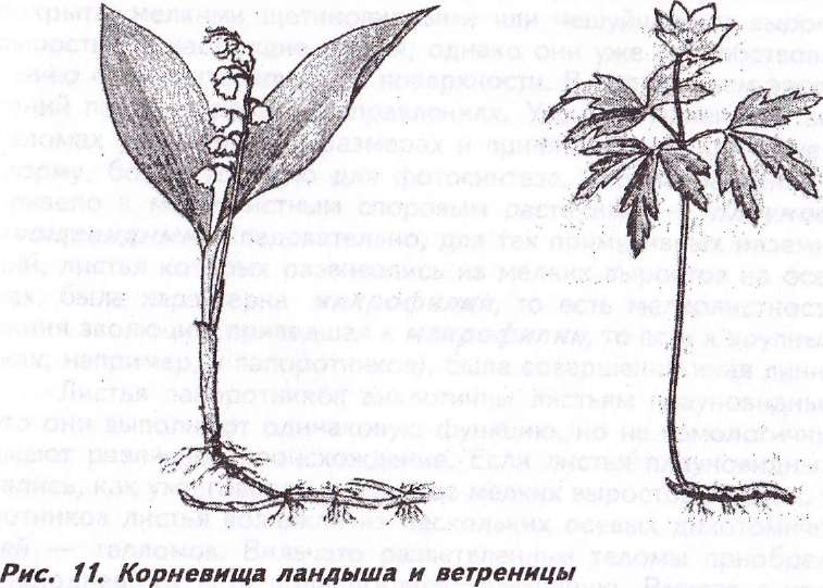 побег, его части. виды побегов - student2.ru