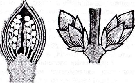 побег, его части. виды побегов - student2.ru