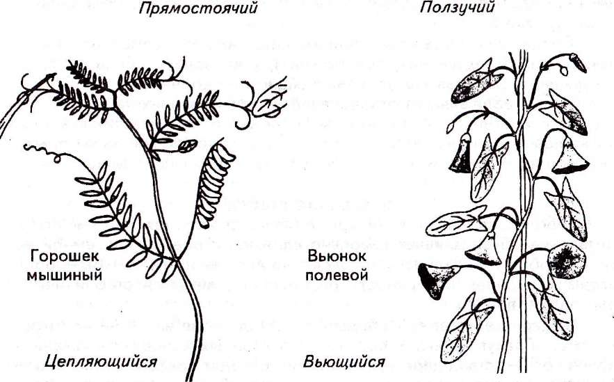 побег, его части. виды побегов - student2.ru