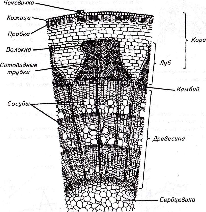 побег, его части. виды побегов - student2.ru