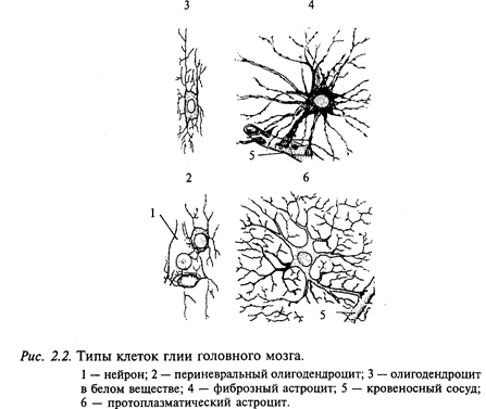 клетка - основная единица нервной ткани - student2.ru