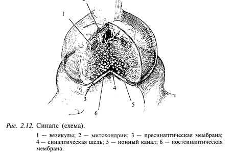 клетка - основная единица нервной ткани - student2.ru