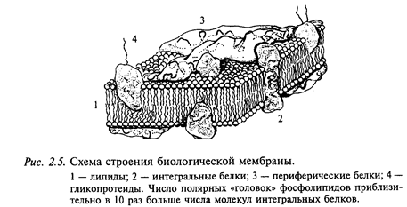 клетка - основная единица нервной ткани - student2.ru