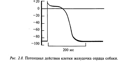 клетка - основная единица нервной ткани - student2.ru