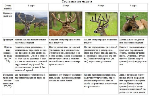 Почему панты интересны в спорте - student2.ru