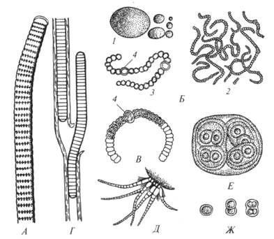 подцарство оксифотобактерии - oxyphotobacteria - student2.ru