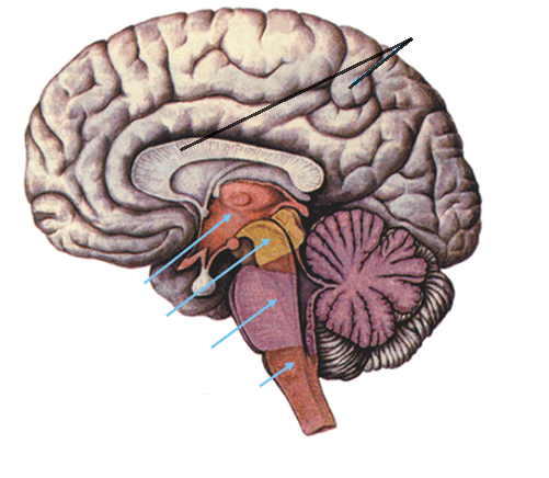 Подпишите оболочки и межоболочечные пространства спинного мозга - student2.ru
