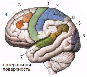 Подпишите оболочки и межоболочечные пространства спинного мозга - student2.ru