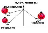 Поджелудочная железа, половые железы, тимус, эпифиз - student2.ru