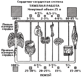 Показатели работы сердечно-сосудистой системы - student2.ru
