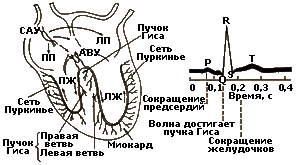 Показатели работы сердечно-сосудистой системы - student2.ru