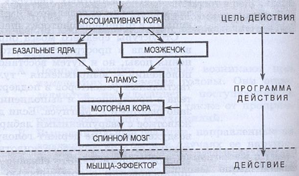 Положения тела в пространстве - student2.ru