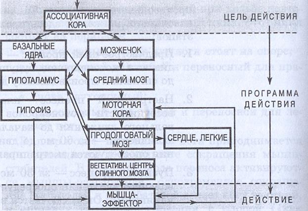 Положения тела в пространстве - student2.ru