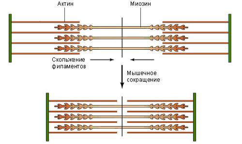 Предмет и задачи, краткая история физиологии. Методы физиологии. ОБЩИЕ ФИЗИОЛОГИЧЕСКИЕ ПОНЯТИЯ. - student2.ru