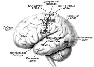 Принцип системности в работе мозга. «Локализационисты» и «эквипотенциалисты». - student2.ru