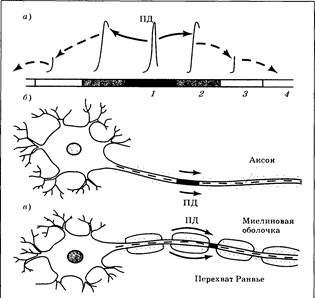 Типы нервных волокон, их физиологические различия - student2.ru