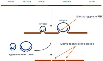 Процессинг предшественника матричной РНК - student2.ru