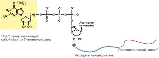 Процессинг предшественника матричной РНК - student2.ru