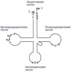 Процессинг предшественника матричной РНК - student2.ru