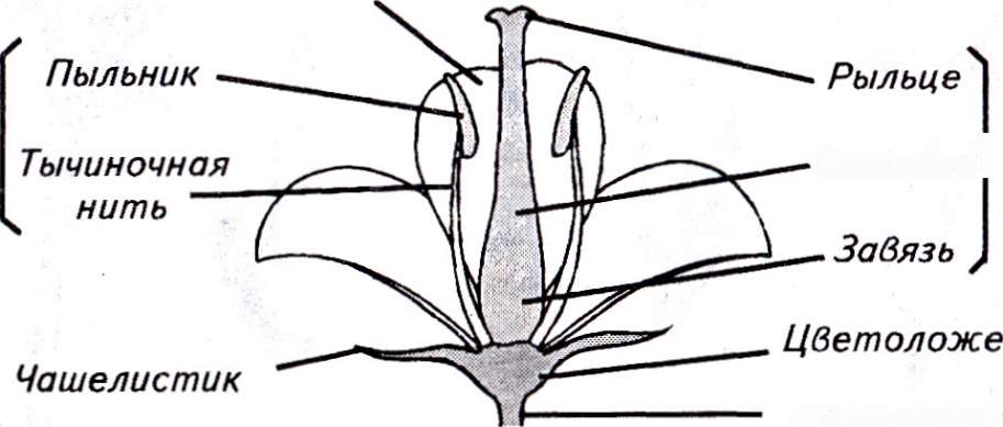 происхождение, функции и морфология цветка - student2.ru