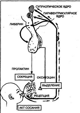 пролактин, пролактосгатин, пролактолиберин - student2.ru