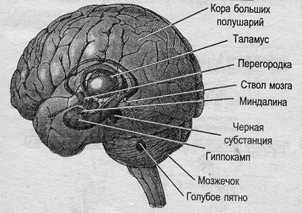 Проприоцептивное восприятие положения тела и движений происходит в результате объединения в соматосенсорной коре информации от всех разновидностей проприоцепторов - student2.ru