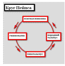 Проприоцептивное восприятие положения тела и движений происходит в результате объединения в соматосенсорной коре информации от всех разновидностей проприоцепторов - student2.ru