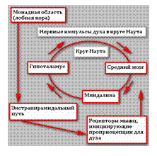 Проприоцептивное восприятие положения тела и движений происходит в результате объединения в соматосенсорной коре информации от всех разновидностей проприоцепторов - student2.ru