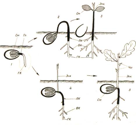 прорастание семян. строение проростков - student2.ru