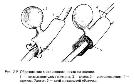 проведение возбуждения - student2.ru