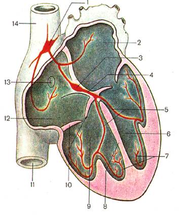 Проводящая система сердца - student2.ru