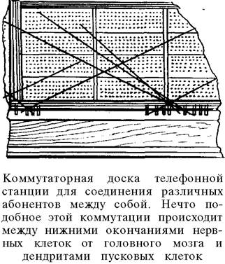 пусковой аппарат спинного мозга - student2.ru