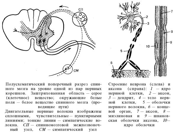 пусковой аппарат спинного мозга - student2.ru