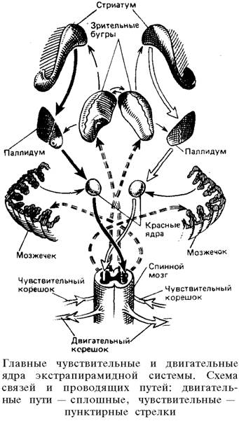 пусковой аппарат спинного мозга - student2.ru