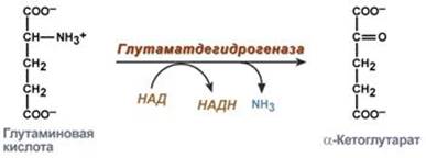 Пути метаболизма аминокислот - student2.ru