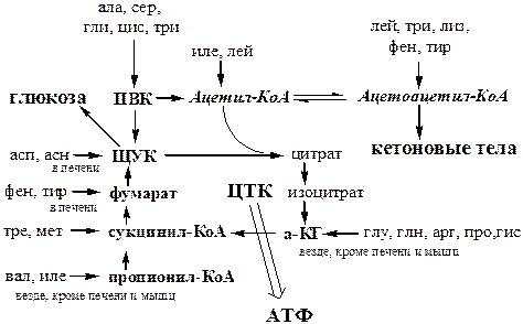 Пути обмена безазотистого остатка аминокислот - student2.ru