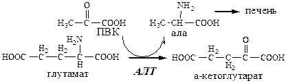 Пути обмена безазотистого остатка аминокислот - student2.ru