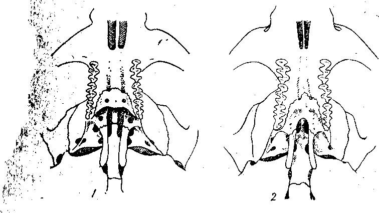 работа 5. роды грызунов сем. хомяковых, подсем. полевок (microtinae) - student2.ru