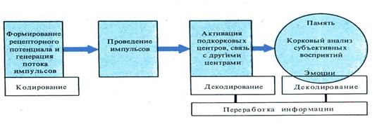 РАБОТА № 3 Определение слепого пятна. Опыт Мариотта - student2.ru