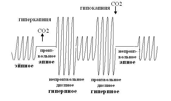 Работа №1. Пневмография - student2.ru