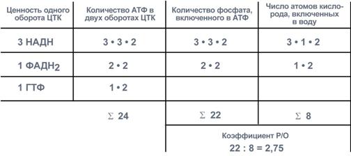 Расчет энергетической ценности и коэффициента Р/О - student2.ru